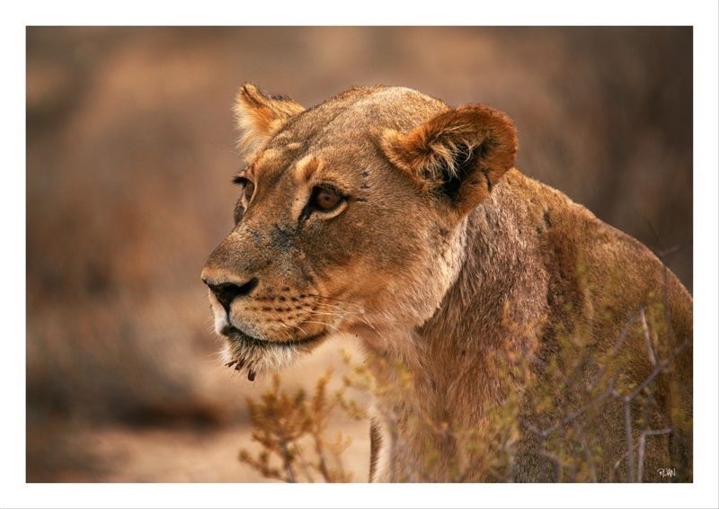 DE261 Wall décor art photographic on canvas wildlife lioness